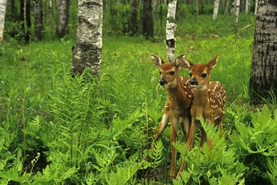 Birch Forest Deer Trees Wood Pics For Free Download, HQ ...