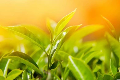 Close Up Green Leaves On Orange Backgrounds 4K Wallpapers