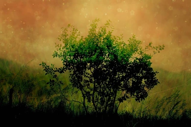 Nature Photomanipulation Tree Green Grass Orange Awesome Sky Hd ...