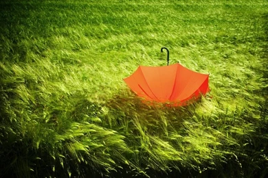 Green,orange Green Orange Grass Umbrellas 2560x1600 Wallpapers ...