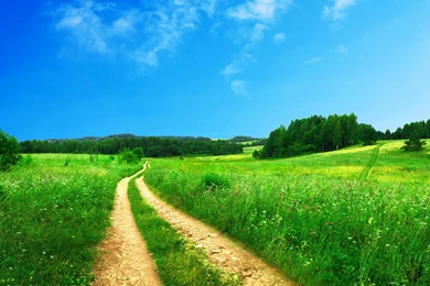 Beautiful Green Landscape Scenery
