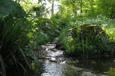 Small And Medium sized Mountain Stream Of Wild Flowers And Weeds ...