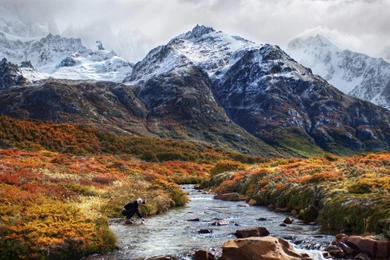 Getting A Drink From A Beautiful Mountain Stream   (