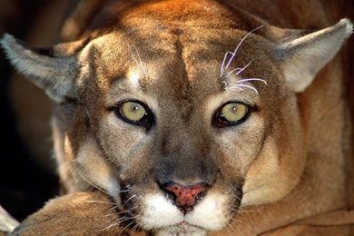 Most 10 Beautiful Animals Latest HD Wallpapers 2013