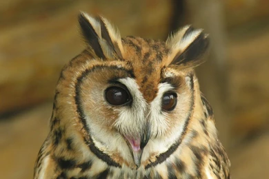 Most 10 Beautiful Animals Latest HD Wallpapers 2013