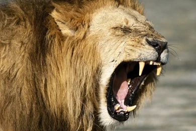 All Wallpapers Free: Dangerous Animals Wallpapers