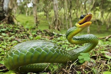 Animals Dangerous I'm Dangerous! – Animals Other HD Desktop Wallpapers