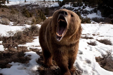 Animal Wallpapers, Hd Animal Images, Animals, Wild Life, Dangerous ...