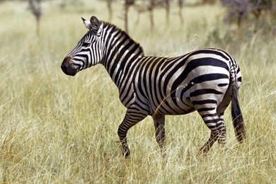 Beautiful And Dangerous Animals/Birds Hd Wallpapers