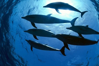 Wallpapers Dolphins Atlantic Spotted Free 1366x768