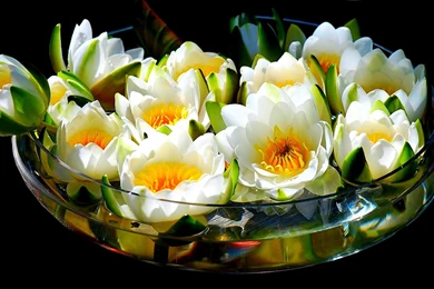 WHITE LOTUS WALLPAPER   (