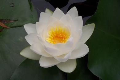 White Lotus Flower Wallpapers 15, Lotus Flower Pictures & Images