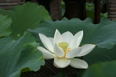 White Lotus Flower Wallpapers 02, Lotus Flower Pictures & Images
