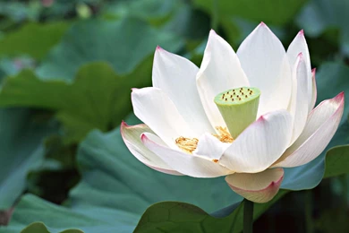 White Lotus Wallpapers   Crazy Frankenstein