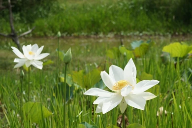 Beautiful Lotus Wallpapers