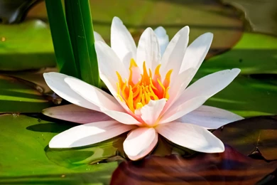 HD White Lotus Picture Download, Lotus Flower Pictures & Images