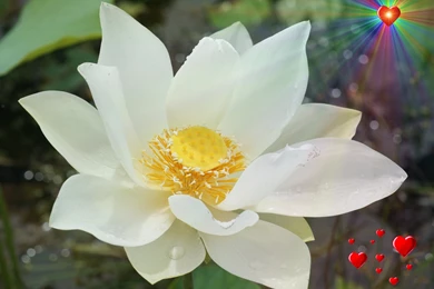 Flower Wallpapers For Women's Day