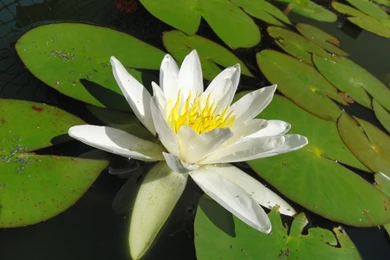 HD White Lotus And Lotus Leaf, Lotus Flower Pictures & Images