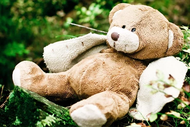 Teddy Bear Toy Theme Photography Wallpaper: Green Grass － Other ...