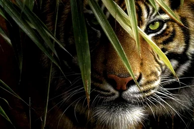 1066 Tiger HD Wallpapers
