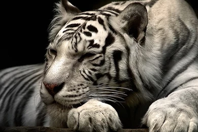 Siberian White Tiger Exclusive Hd Wallpapers