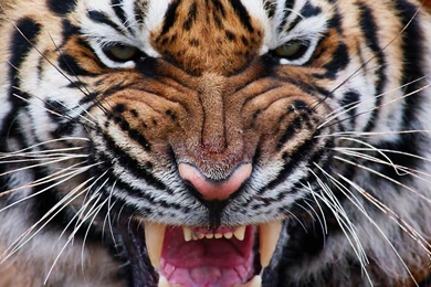 Tiger HD Live Wallpapers   Android Apps On Google Play