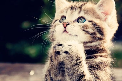 Free 1200X1024 Cute Cat 1200x1024 Wallpapers Screensaver Preview Id ...