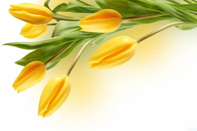 Love Yellow Flower Hq Widescreen Wallpapers