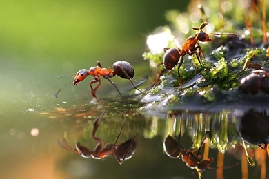 94 Ant HD Wallpapers