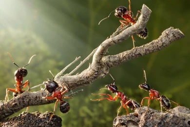 94 Ant HD Wallpapers