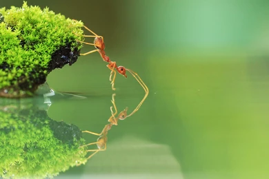 Ant Wallpapers