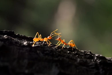 94 Ant HD Wallpapers