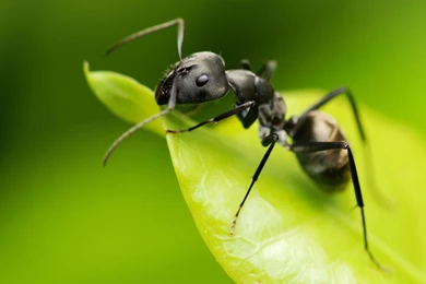 Ant Wallpapers Animal HD