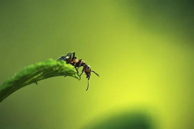 Ant Wallpapers HD 11156 Pacify Mind