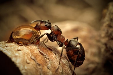 Ant Best Hd Wallpapers