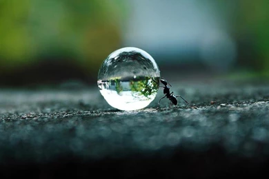 AMAZING ANT PUSHING WATER WALLPAPER (