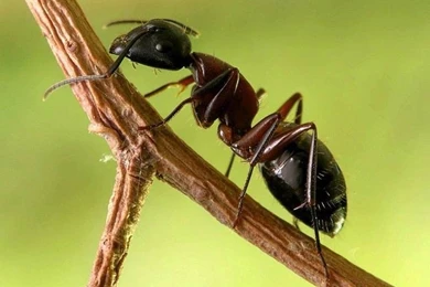 Ant Wallpapers Animals Town