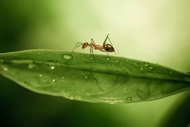 Ant Wallpapers Animals Town