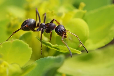 2016 Ant HD Wallpapers