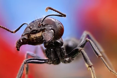 1920x1080 Ant Close Up Wallpapers
