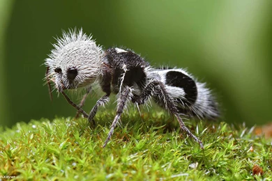 Ants Hd Wallpapers Page 0