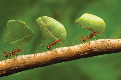 Wallpapers Cute Ant HD Wallpapers