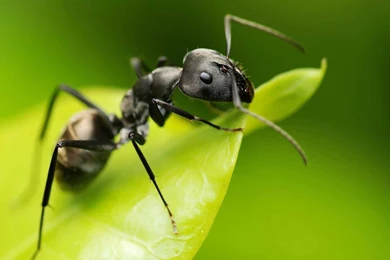 Wallpapers Ants Ant Animal 1920x1080