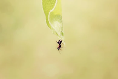 Download Wallpapers 3840x2400 Ant, Grass, Background, Faded Ultra ...