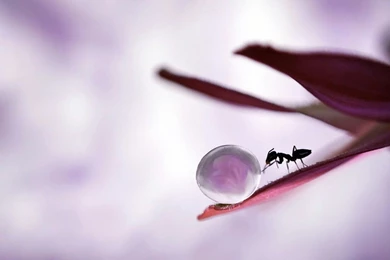 Ant Animal Wallpapers