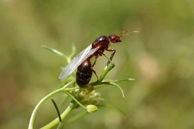 Free Fire Ant Wallpapers Download   Animals Town