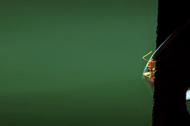 Ant HD Wallpapers 2016