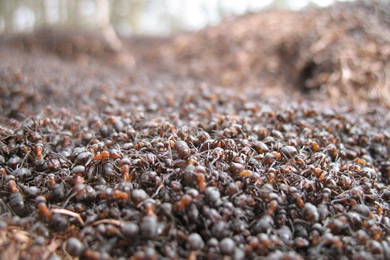 1 Hairy Wood Ant HD Wallpapers