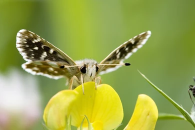 Beautiful Butterfly And Ant Wallpapers Free 197