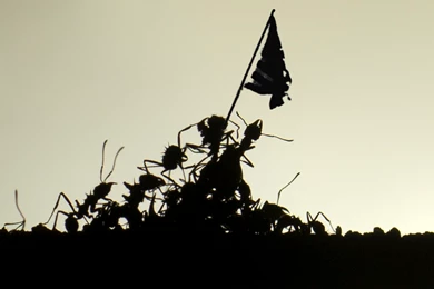 Raising The Flag On Ant Jima   Imgur